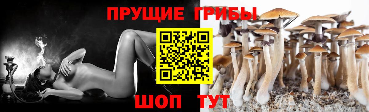 Татарск  Галлюциногенные грибы GOLDEN TEACHER  Вход с VPN  Галлюциногенные грибы Psilocybine cubensis 